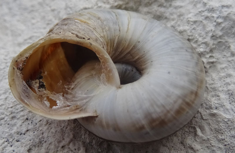 Chilostoma cingulatum....del Monte Stivo (TN)